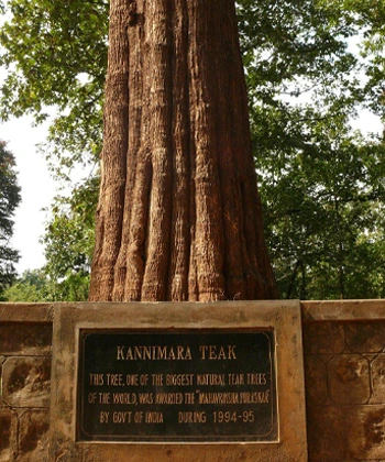 Kannimara-Teak-vertical-1